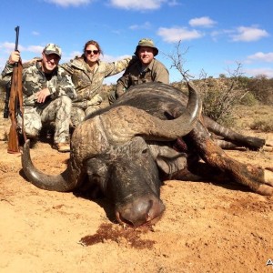 Cape Buffalo