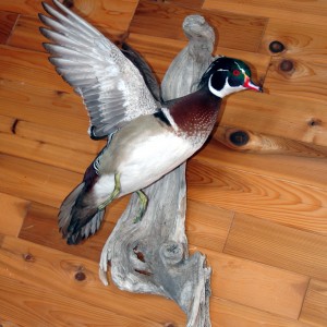 Wood duck