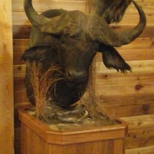 Buffalo back from taxidermy