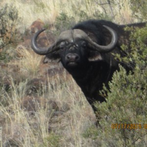 Buffalo