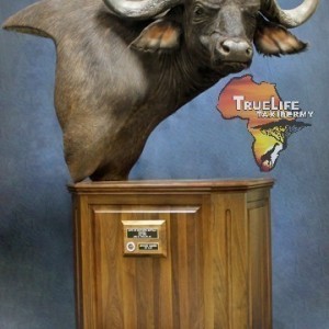 My Caprivi Bull from TrueLife Taxidermy