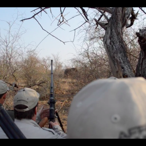 Elephant Hunt with Pawprint Safaris