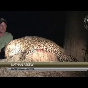 Leopard Hunting with Bullet Safaris