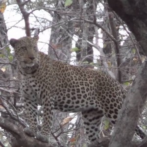 Tanzania Leopard Hunt