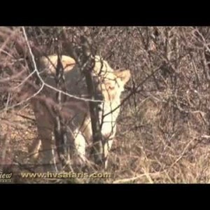 African Hunt with Hartzview Hunting Safaris