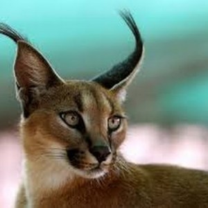 Caracal Top Cat