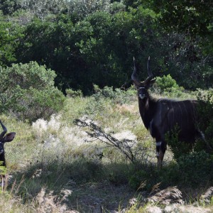 Nyala