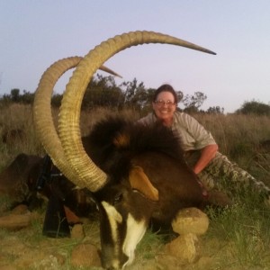 46 inch Sable with White lion safaris