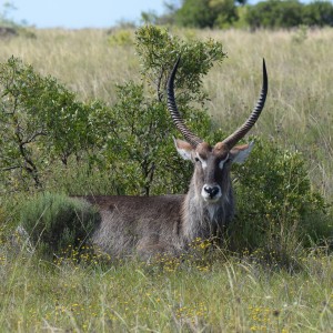 Waterbuck