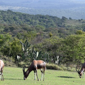 Blesbok