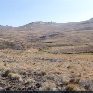 Vaalie Hunting on a Windy day -  Drakensberg at 8600 Feet