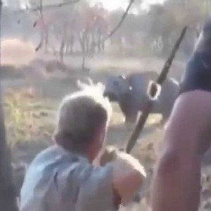 Hunting Hippo With a 78lb Longbow