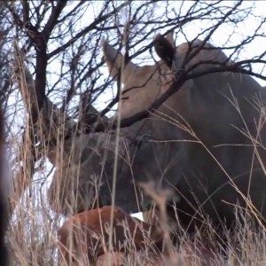 Shocking Rhino Bow Hunting