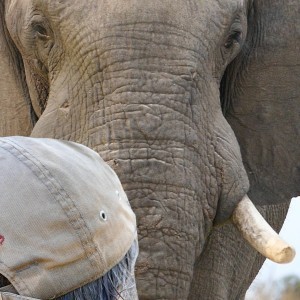Zimbabwe Elephant hunting 2015 with Pd Safaris