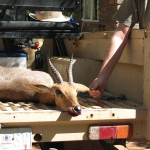 Gold medal Southern Mountain Reedbuck