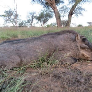 Warthog