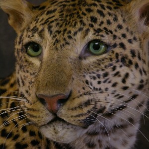 Close-ups of our Leopard