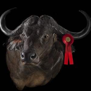Award winning buffalo
