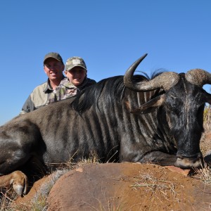 Wyatt's Blue Wildebeest with White Lion Safari's