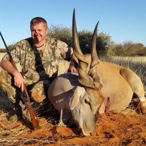 44 Inch Monster Cape Eland Bull hunted in Kalahari Namibia