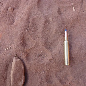 Africa 2013, Hyena track and 300 Wby