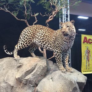 Leopard full mount taxidermy