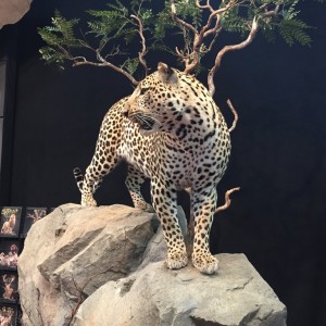 leopard full mount taxidermy
