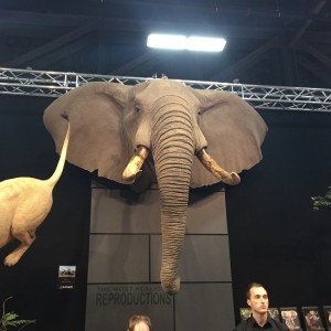 Elephant head mount taxidermy