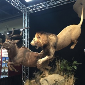 Lion & Kudu full mount taxidermy