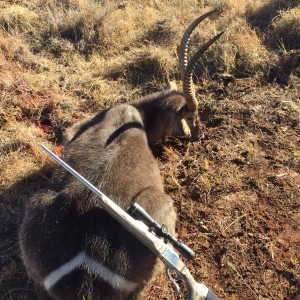 Waterbuck 2016