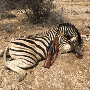 Burchell Zebra - Namibia 2016