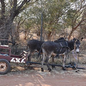 Africa Taxi