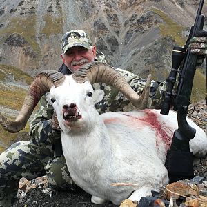 39 inch Dall Sheep from Alaska