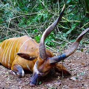 Bongo Hunt in congo