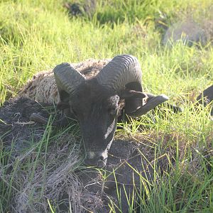 Hawiian Black Sheep