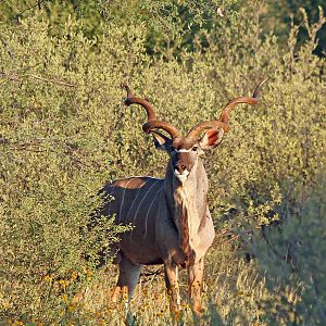 Kudu....still out there but havent seen this bull again!!!!!!!!!!