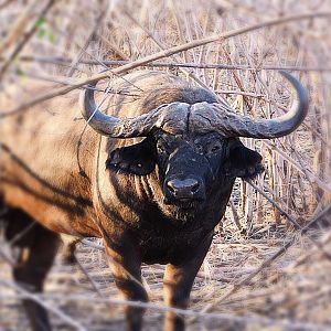 Mbizi Buffalo, Zambia