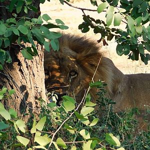 Zambian Lion.