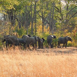 Elephants (Mbizi)