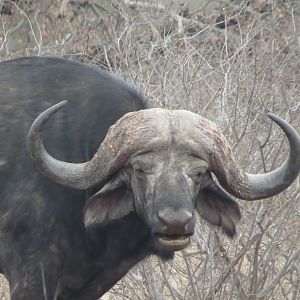 Buffalo hunt with McDonald Safaris