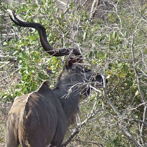 Kudu