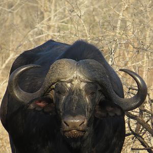Buffalo hunt with McDonald Safaris