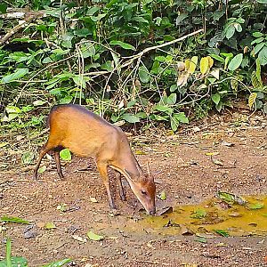 Bay duiker Congo