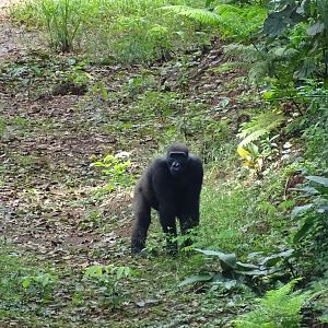 Gorilla in Congo