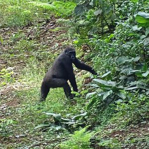 Gorilla in Congo