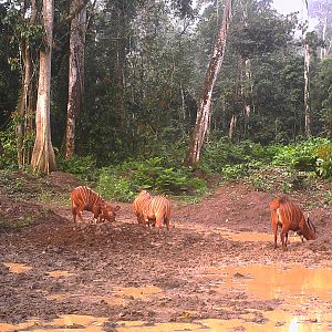 Bongo in Congo