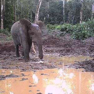 Forest Elephant in Congo