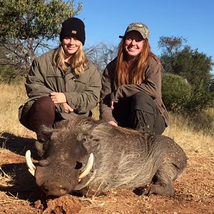 Hunting Warthog Zimbabwe