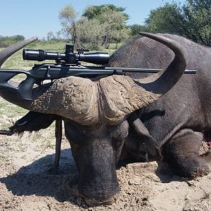 South Africa Buffalo Hunt