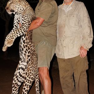 Huge Tom Cat Hunt Leopard